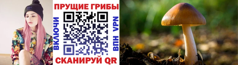Галлюциногенные грибы Psilocybine cubensis  купить   Таштагол 